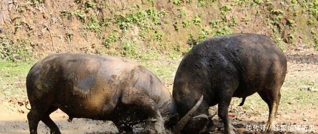 曹植|曹丕看到两牛打架,让曹植即兴作诗,诗中不能有牛字结果流传千年
