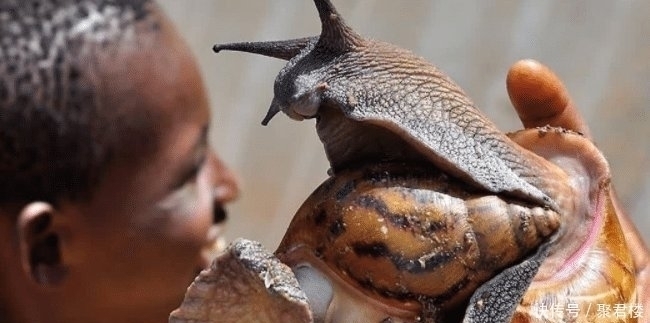 吃货|中国吃货不敢碰的东西,却被非洲人吃到快灭绝了,一年吃掉上万斤