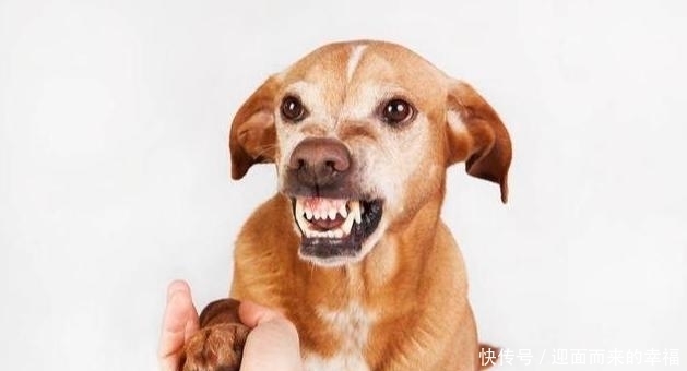  受伤|一摸“狗爪子”，狗狗就缩回来，有7个原因