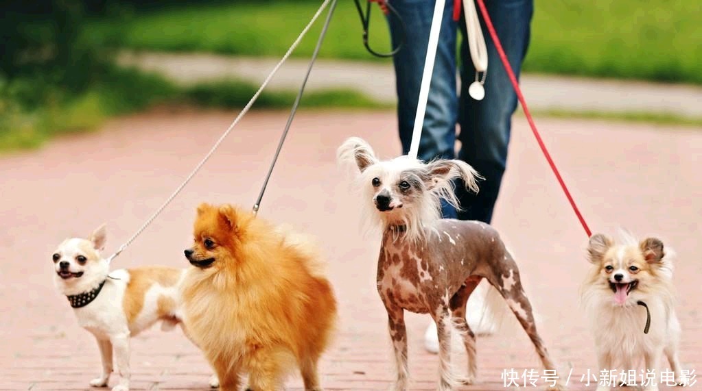 狗贼|两个小女孩识破偷狗贼暗号，成功阻止偷狗贼作案