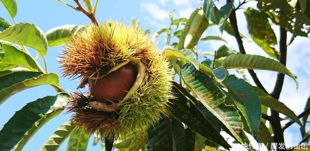 好吃|日本人的秋天限定美食,怎样最好吃?
