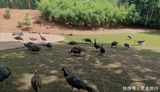 打卡|打卡《向往的生活》取景地,去西双版纳畅快一夏