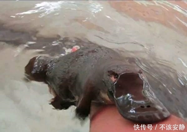 稀少|直击: 濒危稀少的“唯一的活化石”鸭嘴兽