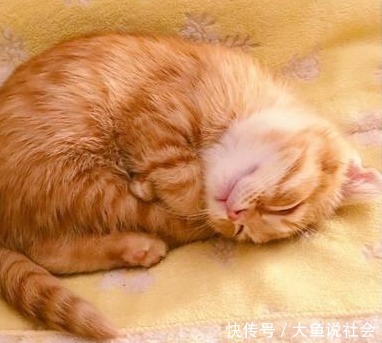 猫咪|平时奶萌的小橘猫,睡姿却“奇差”,主人一回头差点被吓到