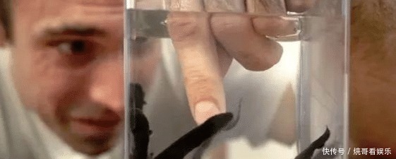  食人鱼|亚马逊河横着走的顶级杀手，食人鱼躲着走，鳄鱼只能选择同归于尽