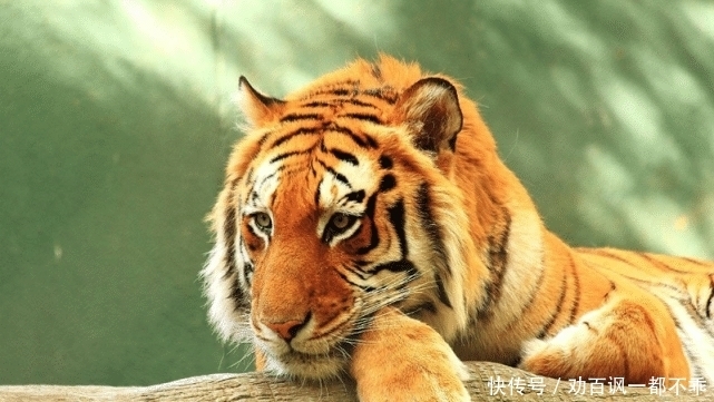 一流|脾气暴躁不好惹的几个生肖女,旺夫运一流,娶到她想穷都难!