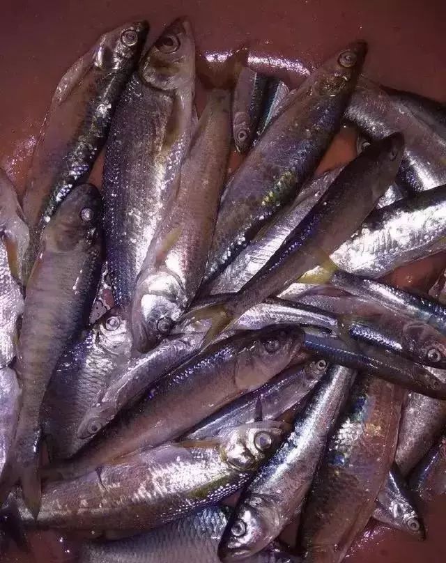 农村|全吃过的是牛人,这些农村河里的野味胜过餐厅的硬菜,你吃过么