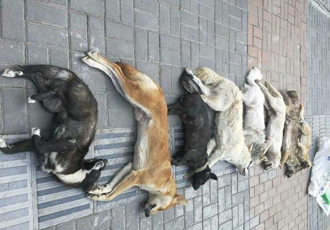 狗狗|男子的狗狗被人捉走,报警后驾车追凶,警察打开车后箱愤怒了