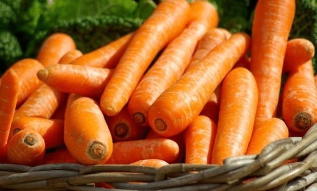 选择|喜欢吃胡萝卜,因为胡萝卜营养丰富,容易栽培