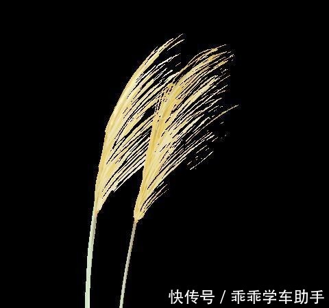 刷爆|有图有真相!强势回归的东苑餐厅凭什么刷爆了你的朋友圈……