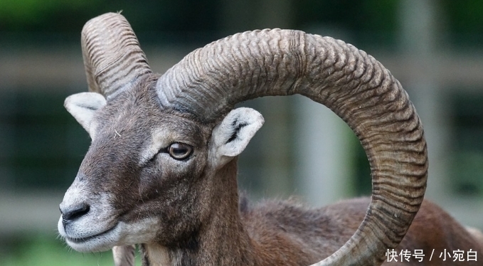  动物|世界上唯一会误杀自己的动物，就算躲过追杀，也逃不过“自杀”的命运