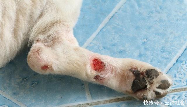  狗狗|狗狗Q弹可爱的爪子，竟在冬天干得开裂！细心呵护帮狗狗安心过冬