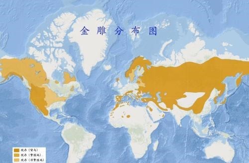  霸主|世界猛禽战力排行榜，谁才是猛禽界的天空霸主