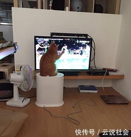 橘猫|这真的是橘猫吗?不仅爱看篮球赛,还背起球袋想和主人出门打球去