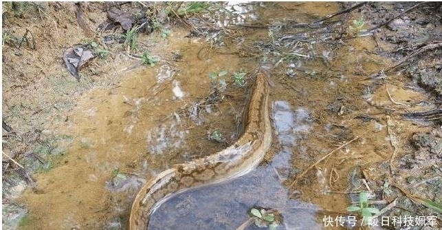  常见|乡下河里常见的一种鱼, 以前不吃扔掉, 现在高达一百元一斤