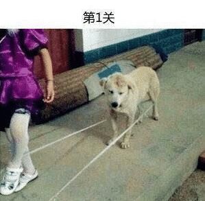 回复|“头盔上为什么要加个网哈哈哈哈哈看到回复差点笑到窒息”