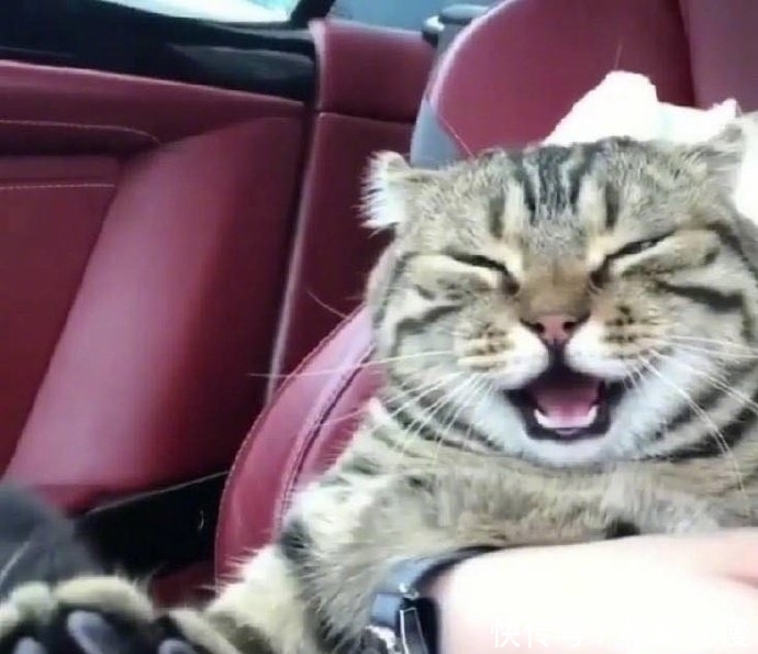 主人|主人第一次带猫坐车出去玩,它的反应哈哈哈