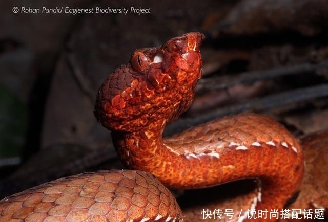 伪装者|印度发现新型毒蛇品种,自然界最完美的伪装者!