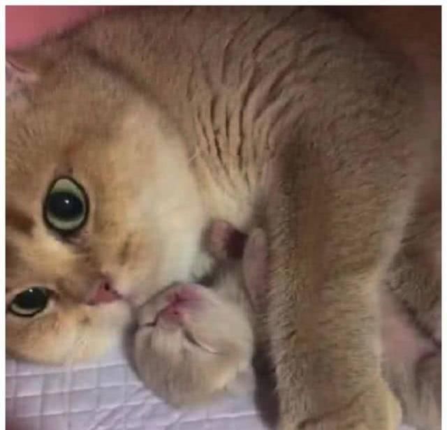 独苗|猫妈生下独苗视它如命，铲屎官想要靠近抚摸，猫咪反应让主人愤怒
