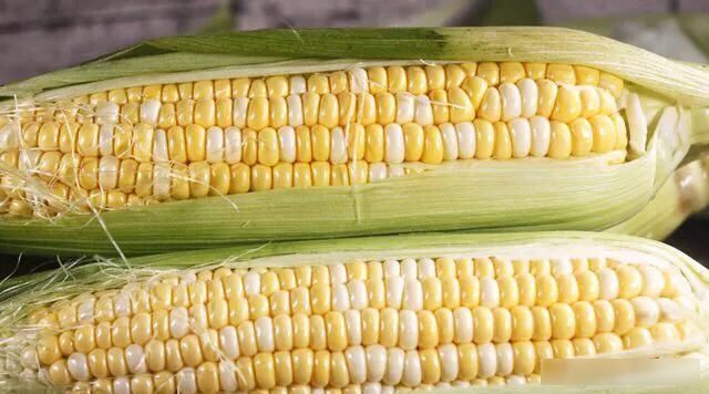  白糖|被大家忽略的一款饵，鲫鲤草鳊青通杀的一款饵，钓友都见过