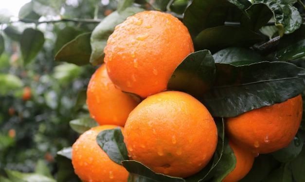  沃柑|生津止渴，降压降脂的沃柑，果农掌握几点管理来年大丰收沃柑