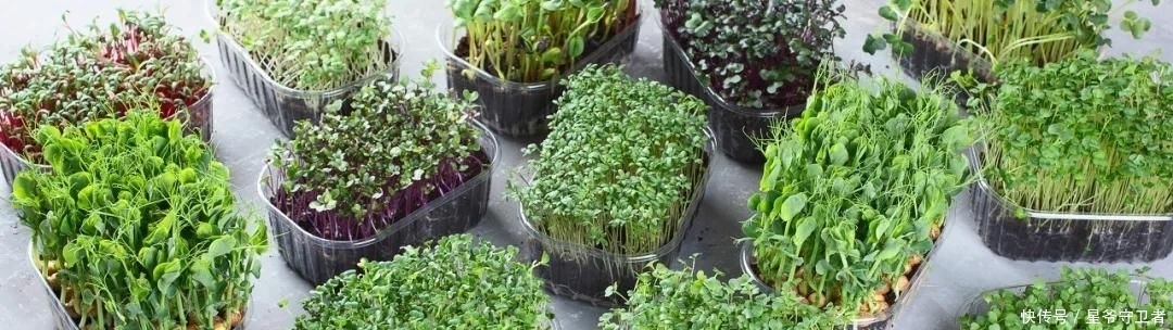 还要|在家种个菜都这么美,还要什么花园?