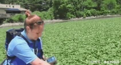 让外国人|这次不是小龙虾,一水生植物在国外泛滥成灾,中国网友放着我来