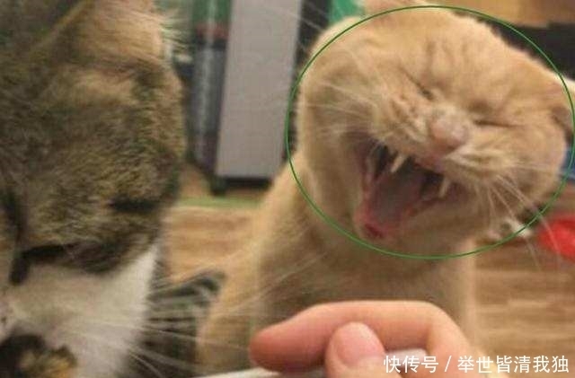 另一只|见主人喂别的猫咪吃饭,另一只猫咪瞬间就炸了,表情让人笑喷了