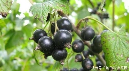 肚子|入秋后此果多吃,肚子平了、色斑没了!女人想留住容颜,可以试试