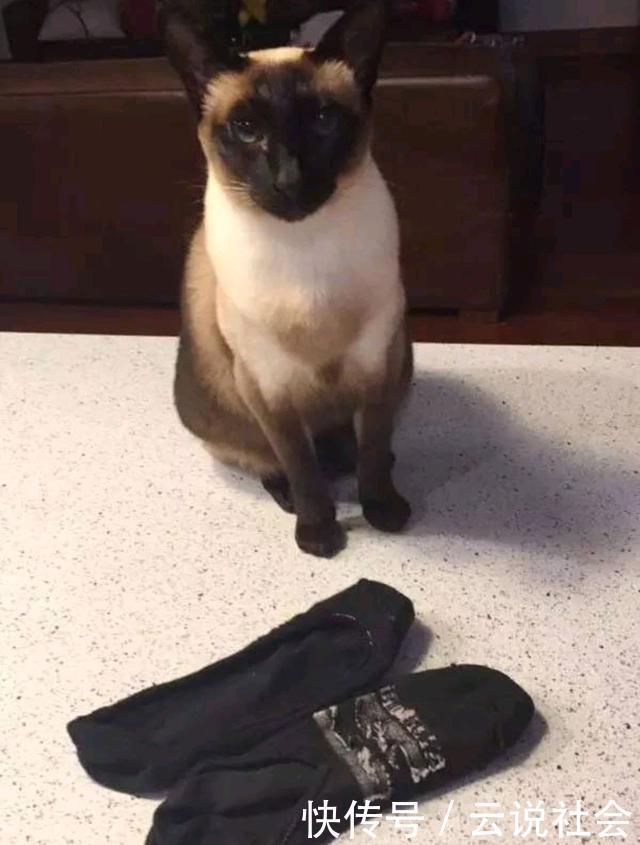 萌翻|100双袜子神秘失踪，找到“小偷”后，网友们都被它萌翻了！