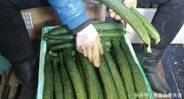 黄瓜|如果你吃不完黄瓜,就把他们放在冰箱里是不对的,我来教你个窍门