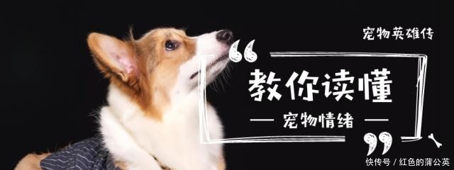 山东细犬|奇特的本土狗,不止有田园犬,藏獒和这几种比起来都不算什么
