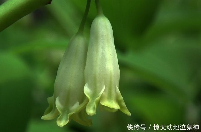  环境|此花不仅可以美观绿化环境，药用价值也极高，代表着高雅和纯洁