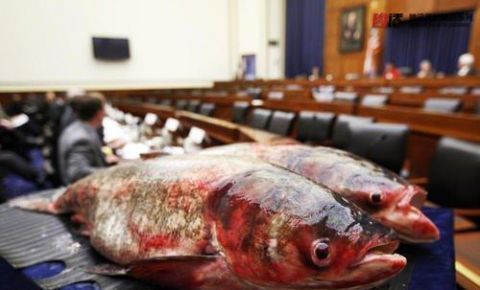 出口|美国鲤鱼出口中国却无人问津,得知价格后想赚钱想疯了吧