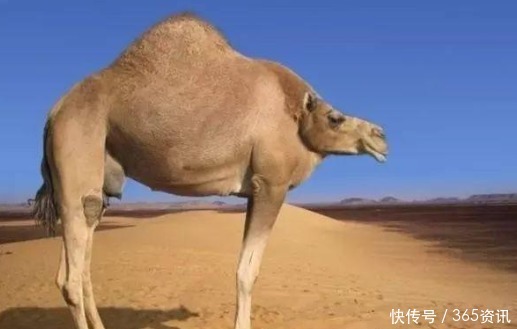 威风|神反差假如动物没有脖子, 狼已丧失威风,骆驼却像个“打手”