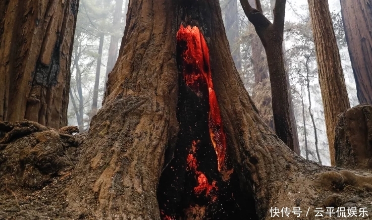  流离失所|加州大火让几万人流离失所，乘火打劫的人却连消防员都不放过