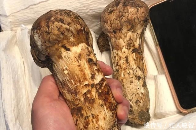 超过|这才是香格里拉松茸之王,每根都超过17厘米,黄油香煎太完美了