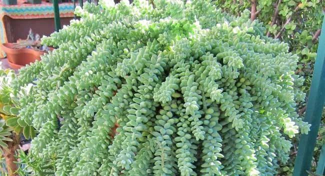 美爆|这种多肉吊起来养,所谓像一串串葡萄一样,美爆了