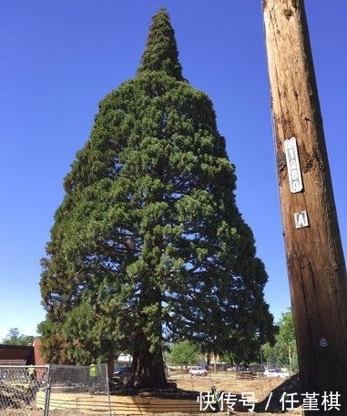 颗红杉树|为了挪动一棵360多吨重的树，开发商花费了200万元