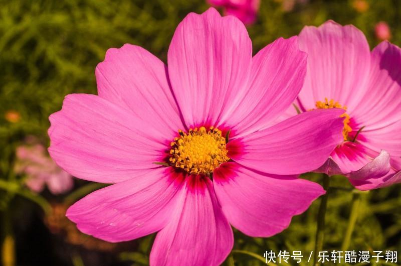 从不|生肖猪人生容易大起大落,却从不感到迷茫,心中目标清晰