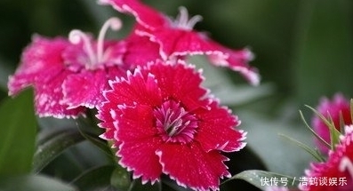  连连|从本周开始，喜事一件件，3生肖福气连连，财财皆旺，鲤鱼跃龙门