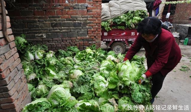 吃不完|白菜吃不完保存难教你1个好办法，放半年不烂，和鲜的一样好吃