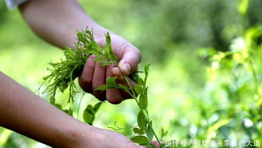 称为|一种藤本植物，被称为“土家神茶”，富含硒元素，能卖79元1一斤