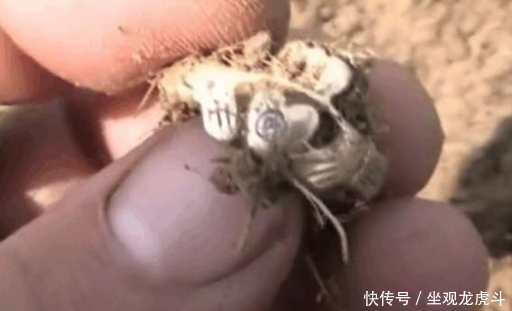 花生|男子给花生除草挖到一个箱子，打开后得到的东西把他给乐坏了