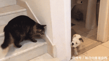 爆笑|爆笑GIF: 师傅, 你这个路绕的有点过分了啊
