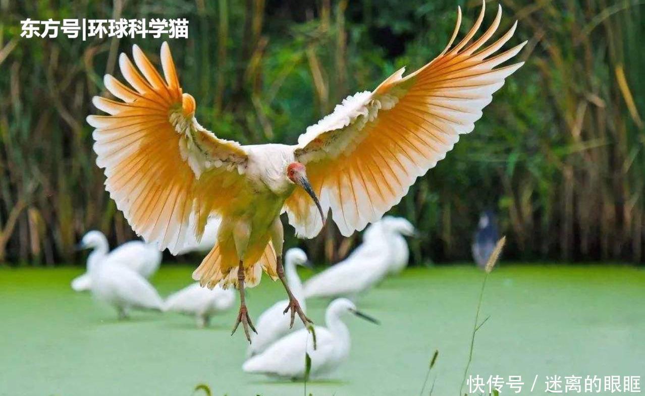 重生|朱鹮“重生”已达千余只消失近90年植物重现,是什么原因