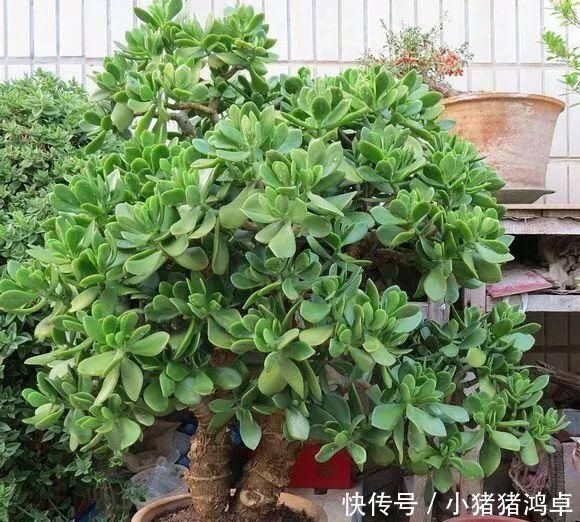 保平安|聪明人爱养这八种“守家树”,护宅吉祥保平安,养好了都是传家宝