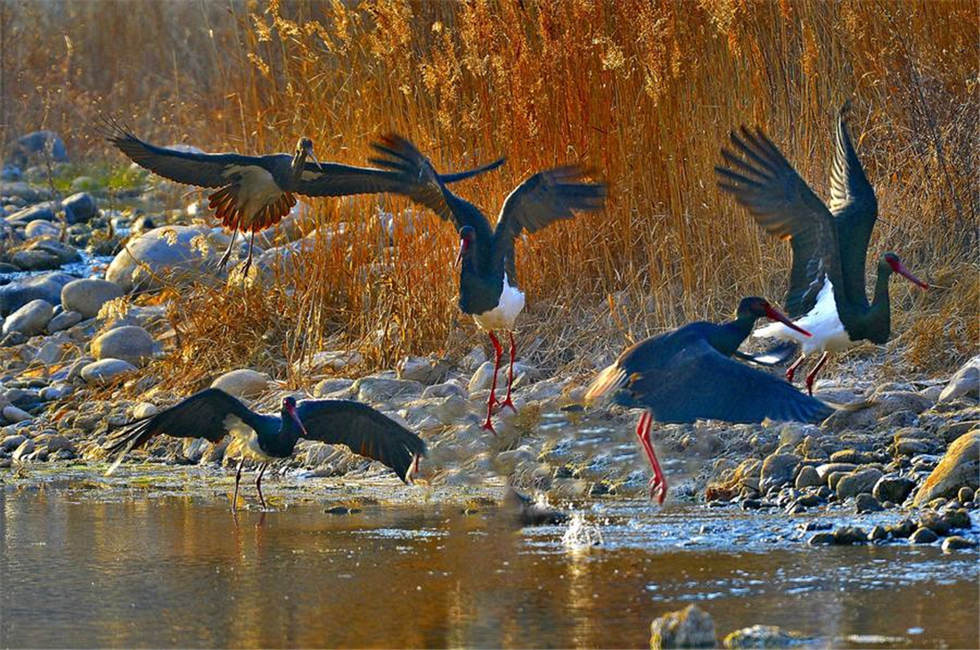 体弱|没良心的母黑鹳,啄伤体弱的幼鸟,还把它丢窝外,让苍鹭叼走