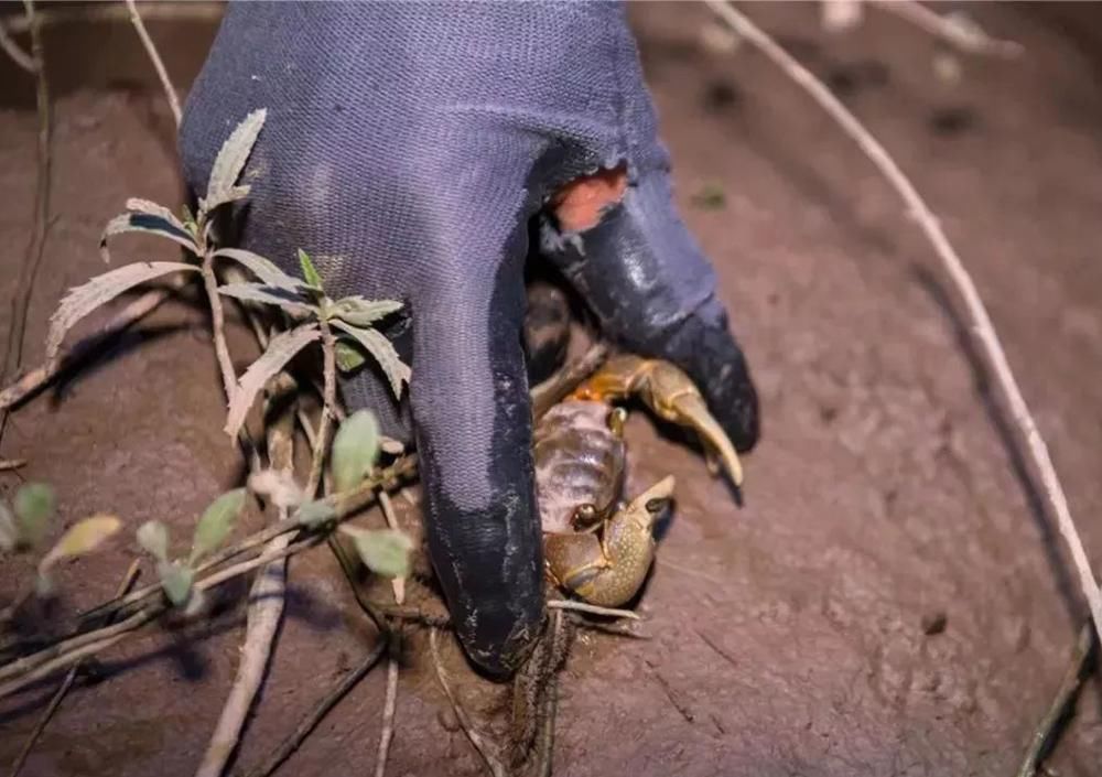 称为|芦苇地一种害虫,晚上打手电筒可捉上百斤,被称为“天下至鲜”