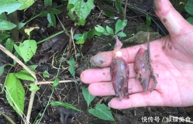 日本|以“鬼子”命名的姜,日本人叫它“亚洲人参”,在中国一斤8元